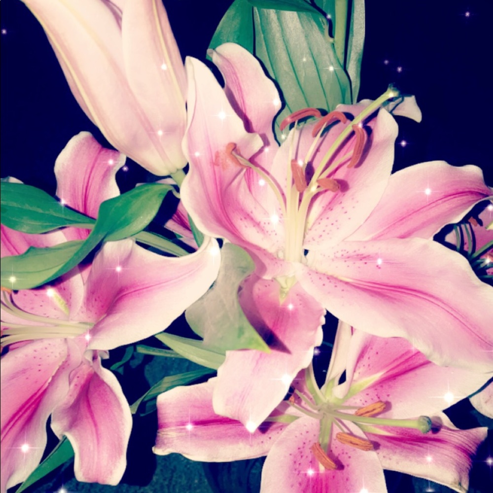 Meet your Posher, Azima